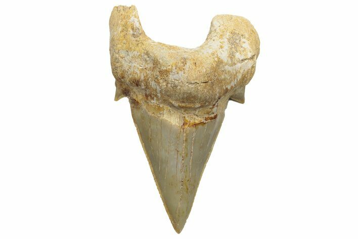 Fossil Shark Tooth (Otodus) - Morocco #226893